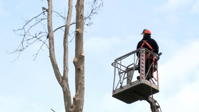 Veszélyessé vált – kivágják a platánt