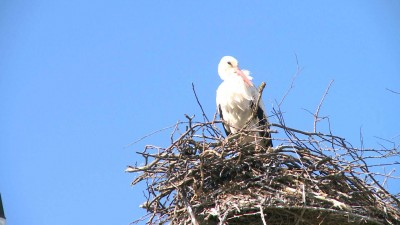 Megérkeztek Egerbe a gólyák