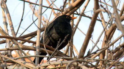 Európai Madármegfigyelő Napok