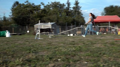 Nyílt nap az Egri Kutyasuliban