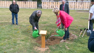 Faültetés a jubileumon