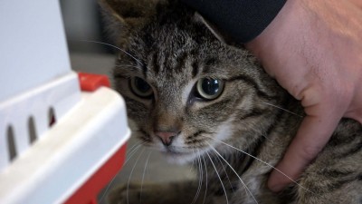 Állatok számára is készült koronavírus elleni vakcina