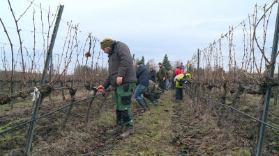 A Simonit & Sirch szőlőmetszési módszerrel ismerkedtek