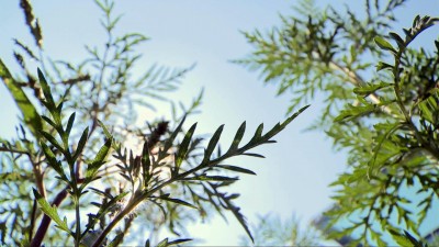 Már virágzik a parlagfű