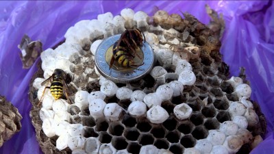 Veszélyesek lehetnek a darazsak