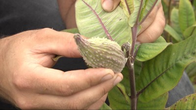 Veszélyes gyomnövény a selyemkóró