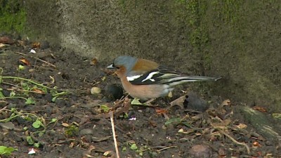 Nem mindig elhagyatottak a fészekből kiesett fiókák