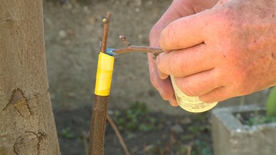 Március 25-e után lehet oltani a gyümölcsfákat