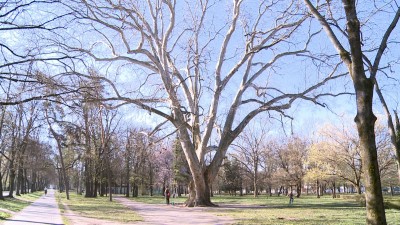 Megóvják a platánt