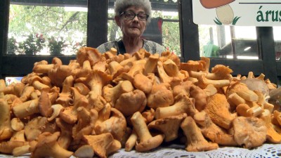 Forduljunk szakértőhöz ha gombát gyűjtünk